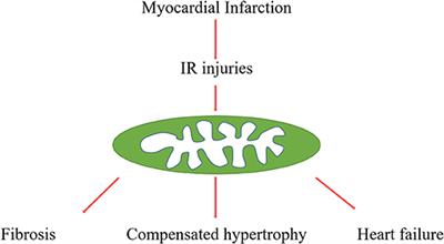 New Insights Into the Role of Mitochondria Quality Control in Ischemic Heart Disease